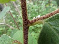 Olearia tomentosa (21)
