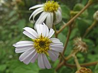 Olearia tomentosa (24)
