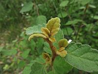 Olearia tomentosa (3)