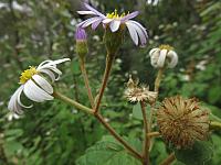Olearia tomentosa (5)