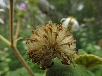Olearia tomentosa (6)