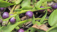 Scaevola calendulacea fruit