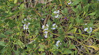 Scaevola calendulacea sprawling plant