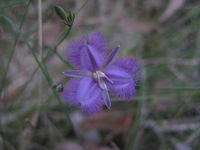 Thysanotus tuberosus