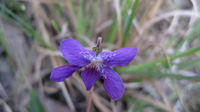 Viola bectonicifolia - Purple Violet