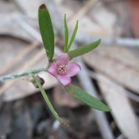 Boronia polygalifolia flower