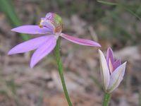 Caladenia carnea flower 