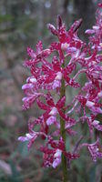 Dipodium variegatum 