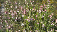 Eriostemon australasius flowers