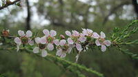Leptospermum parvifolium flowers