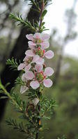 Leptospermum parvifolium flowers