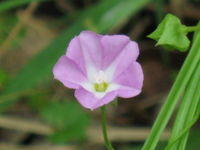 Polymeria calycina flower