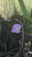 Polymeria calycina flower