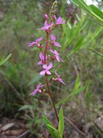 Stylidium productum flower spike