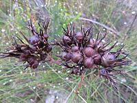 Haemodorum corymbosum - Blood root