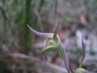 Lyperanthus suaveolens