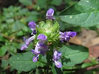 Ajuga australis (17)