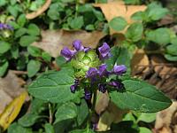 Ajuga australis (20)