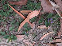 Ajuga australis (4)