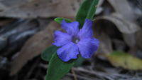 Brunoniella pumilio - Dwarf Trumpet