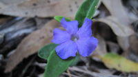 Brunoniella pumilio flower
