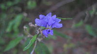 Dampiera purpurea