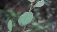 Dampiera purpurea stem and leaf
