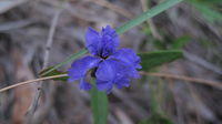 Dampiera stricta
