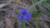 Dampiera stricta flower