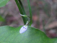 Hybanthus monopetalus flower