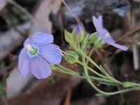 Linum marginale flower