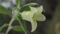 Cream flowers