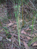Lomandra brevis sprawling plant shape