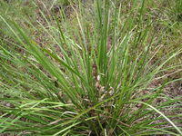 Lomandra longifolia plant shape