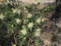 Melaleuca nodosa flowers