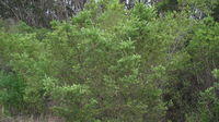 Monotoca elliptica plant shape
