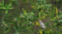 Monotoca elliptica green fruit