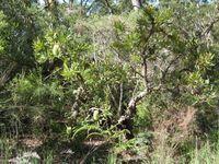 Banksia aemula habit