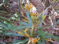 Banksia aemula new growth