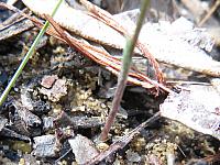 Pterostylis parviflora - Tiny greenhood