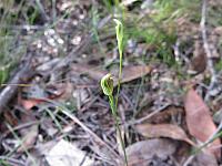 Pterostylis parvifolia (10)