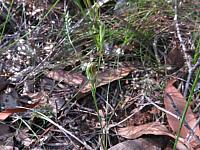 Pterostylis parvifolia (13)