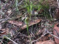 Pterostylis parvifolia (14)