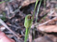 Pterostylis parvifolia (19)
