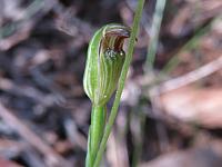 Pterostylis parvifolia (21)