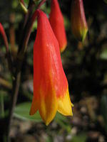Red flowers