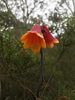 Blandfordia grandiflora
