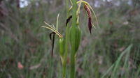 Cryptostylis subulata fruit