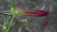 Cryptostylis subulata top of flower