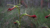 Cryptostylis subulata flower stem